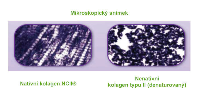 mikroskopický-snímek